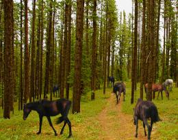 forest horses